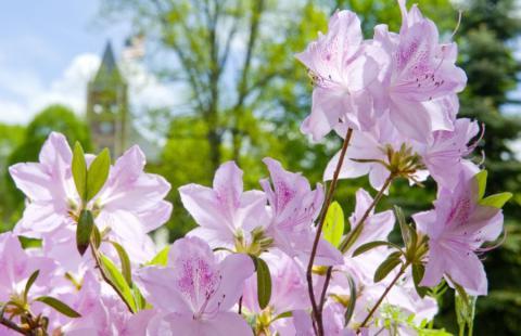 purple flowers in bloom