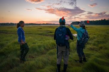 Three researchers walk through a salt marsh at sunrise