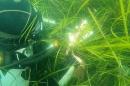 An image of a diver in eelgrass measuring the canopy height of the eelgrass.